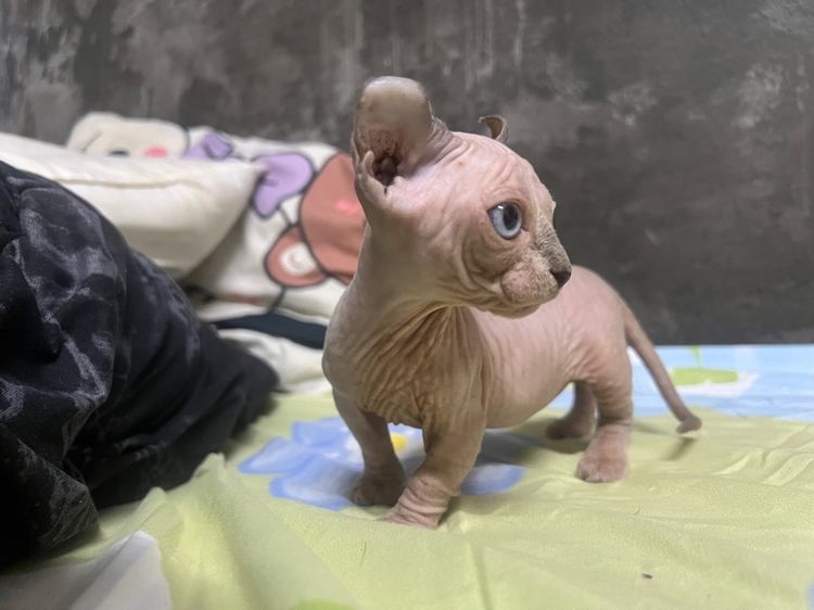 สฟิงซ์ รูปที่ 7