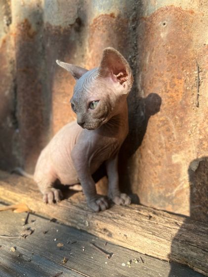 สฟิงซ์ รูปที่ 8