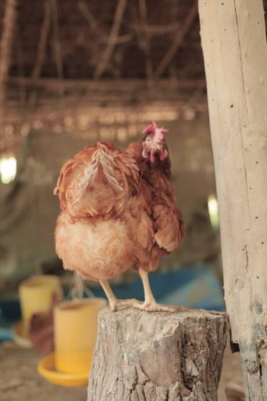 ไก่ไข่ปลด