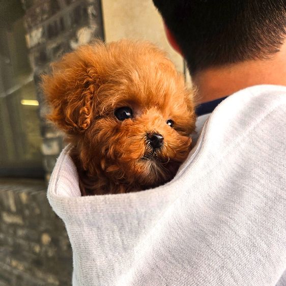 ขายลูกสุนัข Poodle สี Red หน้าตุ๊กตา ตัวเล็ก เกรดพรีเมียม นำเข้าจากเกาหลี รูปที่ 4