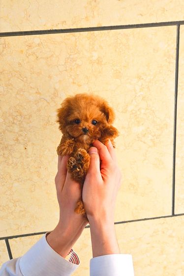 ขายลูกสุนัข Poodle สี Red หน้าตุ๊กตา ตัวเล็ก เกรดพรีเมียม นำเข้าจากเกาหลี รูปที่ 5