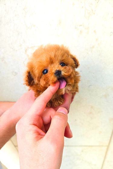 ขายลูกสุนัข Poodle สี Red หน้าตุ๊กตา ตัวเล็ก เกรดพรีเมียม นำเข้าจากเกาหลี