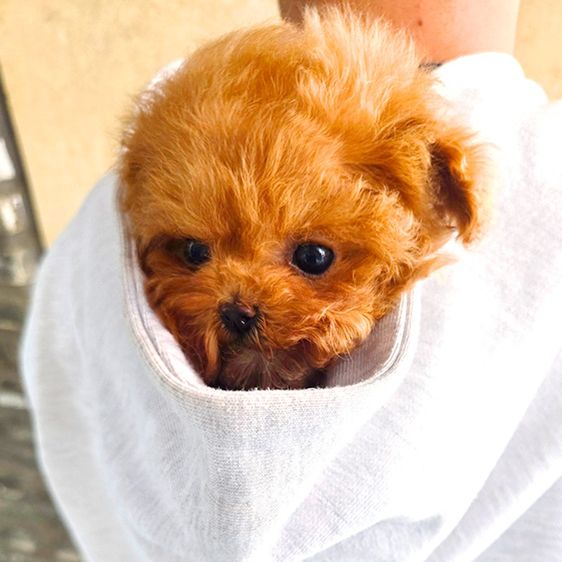 ขายลูกสุนัข Poodle สี Red หน้าตุ๊กตา ตัวเล็ก เกรดพรีเมียม นำเข้าจากเกาหลี รูปที่ 2