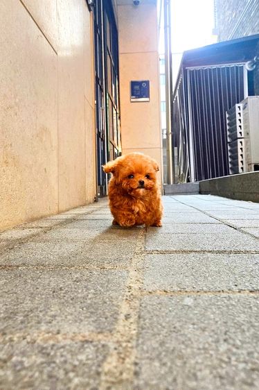 ขายลูกสุนัข Poodle สี Red หน้าตุ๊กตา ตัวเล็ก เกรดพรีเมียม นำเข้าจากเกาหลี รูปที่ 3