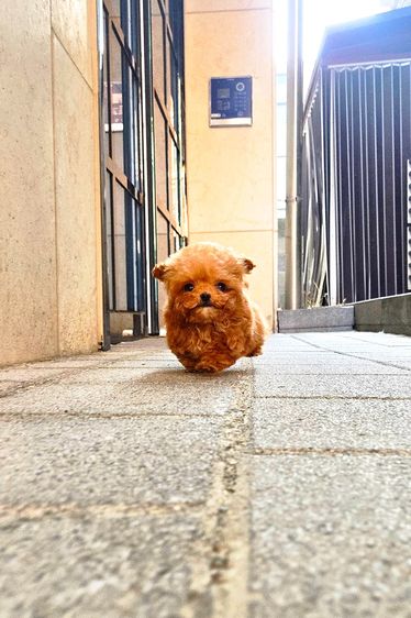 ขายลูกสุนัข Poodle สี Red หน้าตุ๊กตา ตัวเล็ก เกรดพรีเมียม นำเข้าจากเกาหลี รูปที่ 6