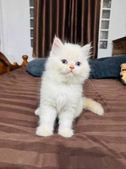 แมวเปอร์เซีย รูปที่ 4