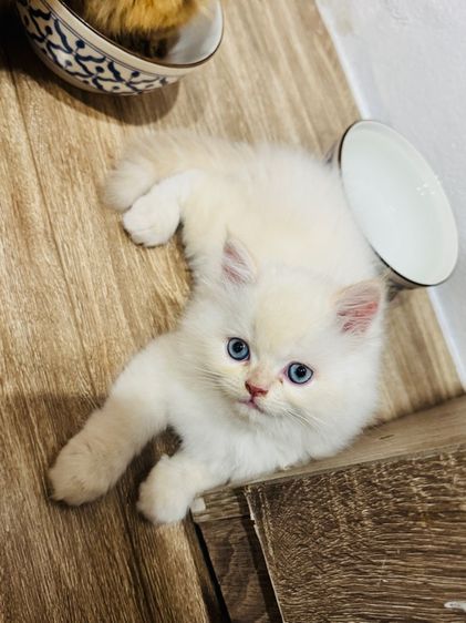 แมวเปอร์เซีย รูปที่ 6