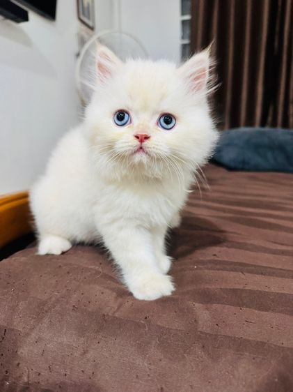 แมวเปอร์เซีย