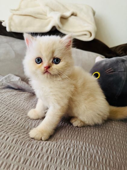 แมวเปอร์เซีย รูปที่ 7