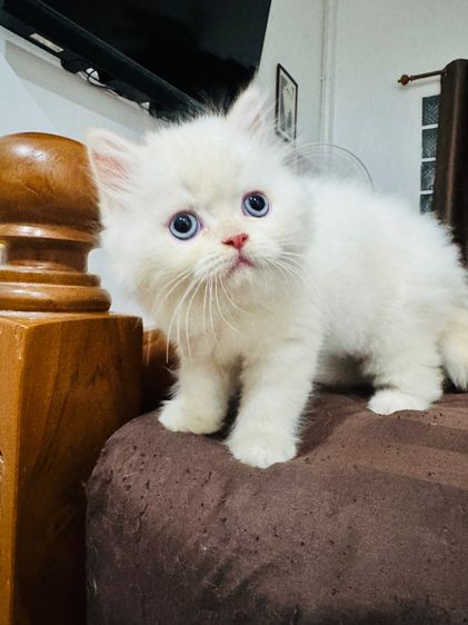 แมวเปอร์เซีย รูปที่ 2