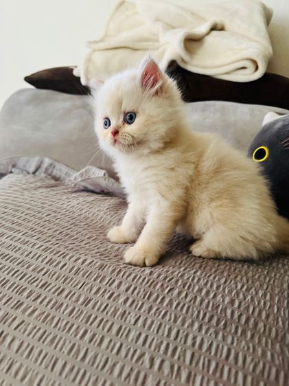 แมวเปอร์เซีย รูปที่ 8