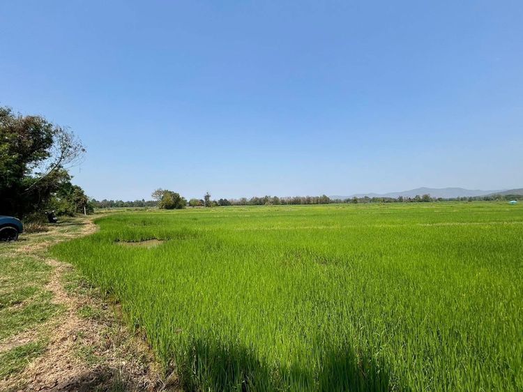 ขายที่ดินบ้านน้ำจำร้องวัวแดงสันกำแพง  เชียงใหม่ รูปที่ 3