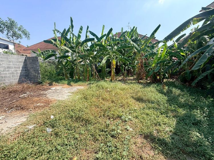 ขายถูกที่ดินลาดสวาย 124 ตรว ติดถนนคอนกรีตสาธารณะ ถมแล้ว ซ.ร่วมสุข 3 อ.ลำลูกกา จ.ปทุมธานี 