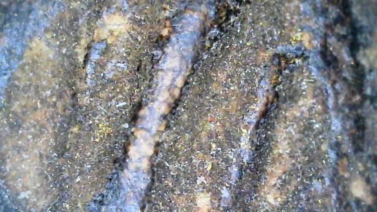 หลวงปู่ทวดเนื้อว่าน รูปที่ 10