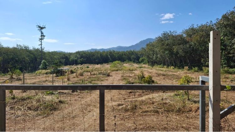 ใช่ ขายที่สวนทุเรียนระยอง 12ไร่3งาน53 ตารางวา รูปที่ 3