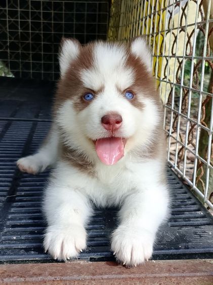 ไซบีเรียน