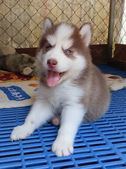 ไซบีเรียน รูปที่ 2