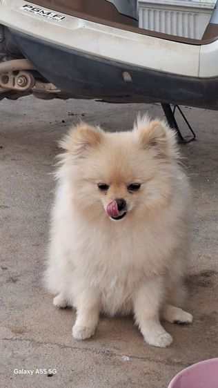 ปอมเมียทีคัพ รูปที่ 3