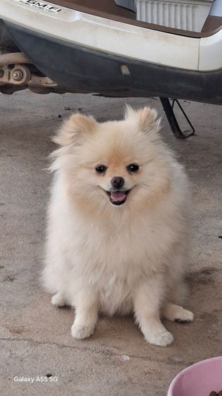 ปอมเมียทีคัพ