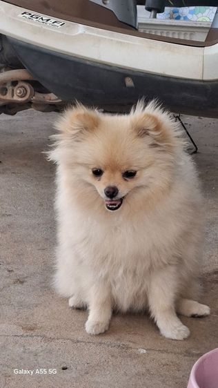 ปอมเมียทีคัพ รูปที่ 2