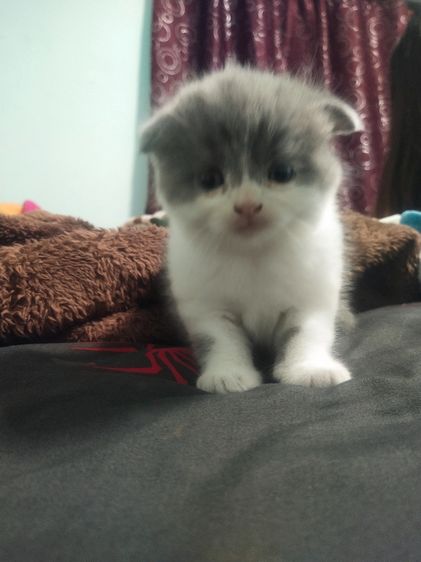 ลูกแมวเพศเมียสก๊อตติสโฟร์ รูปที่ 3