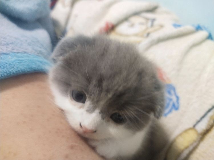 สก็อตติช โฟลด์ (Scottish Fold) ลูกแมวเพศเมียสก๊อตติสโฟร์