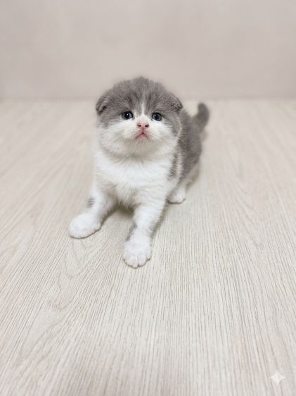 ลูกแมวเพศเมียสก๊อตติสโฟร์ รูปที่ 4