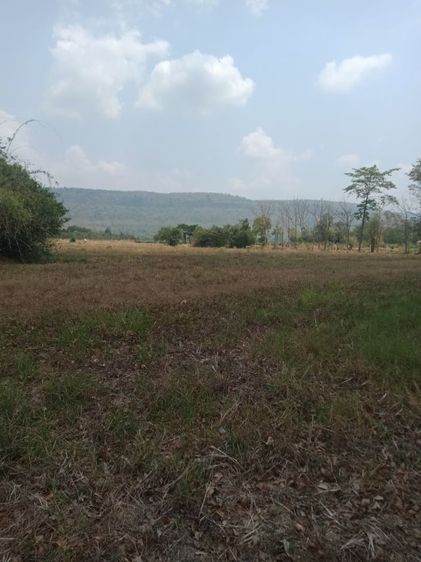 ขายที่ดินโฉนด อำเภอวังทอง รูปที่ 2