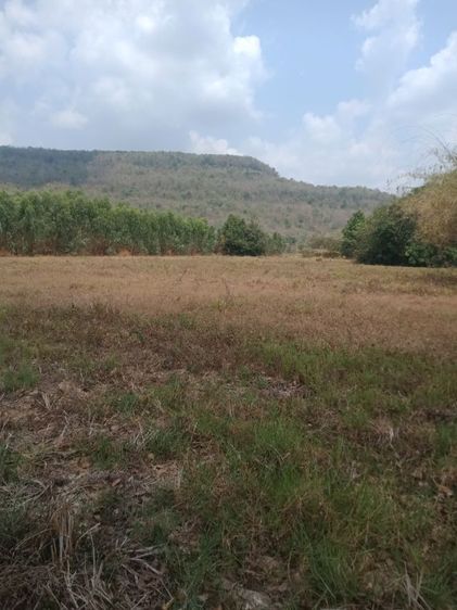 ขายที่ดินโฉนด อำเภอวังทอง รูปที่ 3