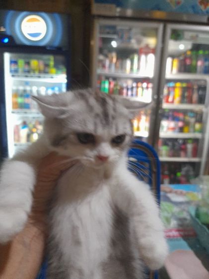 สก๊อตทิชเพศหญิง2ตัวราคาเบาเบาค่ะทักมาด่วน รูปที่ 4