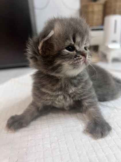 ลูกแมวสก็อตติชโฟล์ด รูปที่ 8