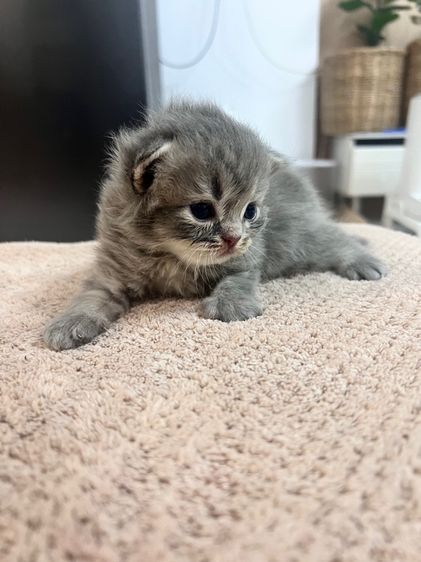 สก็อตติช โฟลด์ (Scottish Fold) ลูกแมวสก็อตติชโฟล์ด