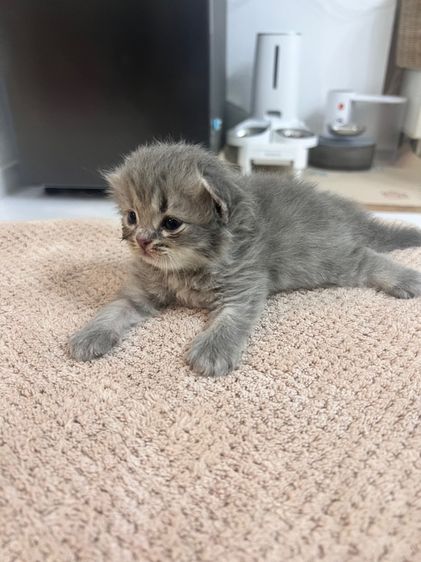 ลูกแมวสก็อตติชโฟล์ด รูปที่ 6