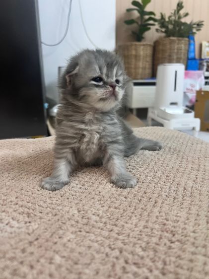 ลูกแมวสก็อตติชโฟล์ด รูปที่ 2