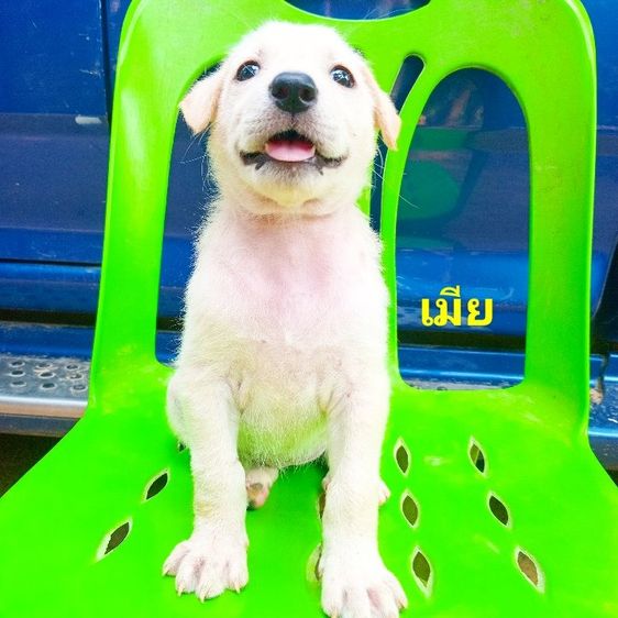 ลาบราดอร์ (Labrador) ใหญ่ ลาบาดอ