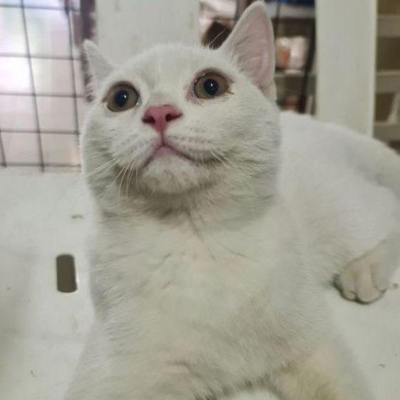 สก็อตติช โฟลด์ (Scottish Fold) สกอตติข หูตั้ง 