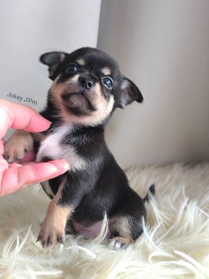 ชิวาวา (Chihuahua) เล็ก ❌ ติดจอง ❌ ชิวาวาแท้ ขนสั้น