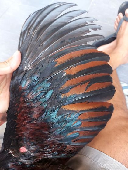 ไก่ชนพม่าเเข้งหน้าเเพ็คคุ่ รูปที่ 7