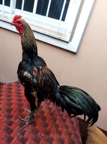 ไก่ชนพม่าเเข้งหน้าเเพ็คคุ่ รูปที่ 14