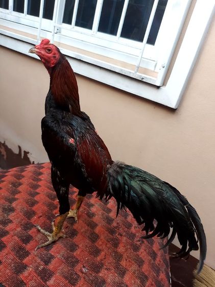 ไก่ชนพม่าเเข้งหน้าเเพ็คคุ่ รูปที่ 3