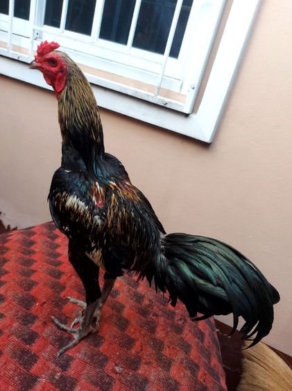ไก่ชนพม่าเเข้งหน้าเเพ็คคุ่ รูปที่ 12
