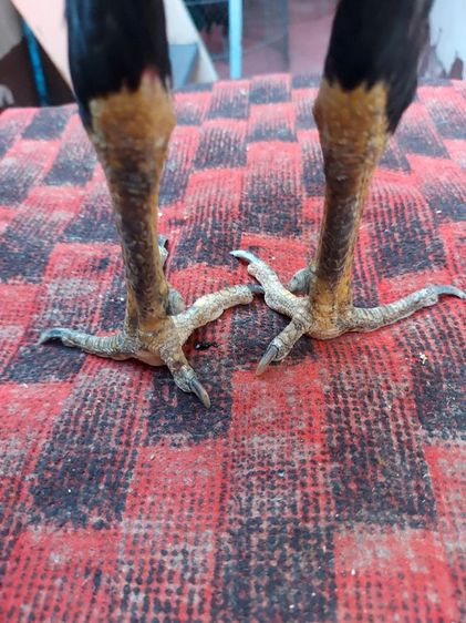 ไก่ชนพม่าเเข้งหน้าเเพ็คคุ่ รูปที่ 8