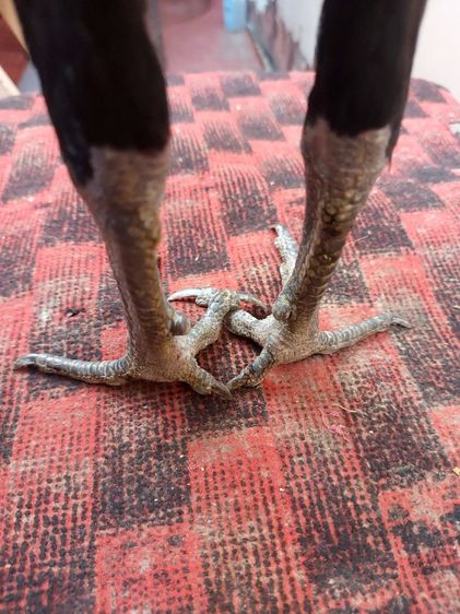 ไก่ชนพม่าเเข้งหน้าเเพ็คคุ่ รูปที่ 16