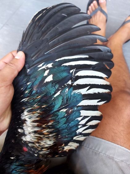 ไก่ชนพม่าเเข้งหน้าเเพ็คคุ่ รูปที่ 15