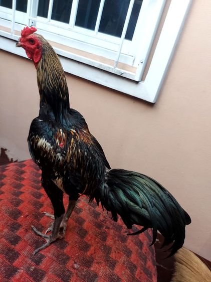 ไก่ชนพม่าเเข้งหน้าเเพ็คคุ่ รูปที่ 13