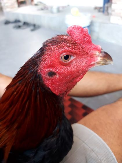 ไก่ชนพม่าเเข้งหน้าเเพ็คคุ่