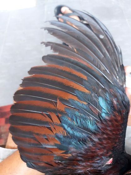 ไก่ชนพม่าเเข้งหน้าเเพ็คคุ่ รูปที่ 9