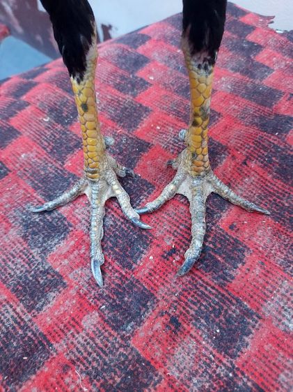 ไก่ชนพม่าเเข้งหน้าเเพ็คคุ่ รูปที่ 6