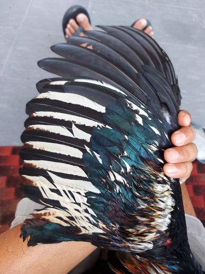 ไก่ชนพม่าเเข้งหน้าเเพ็คคุ่ รูปที่ 17