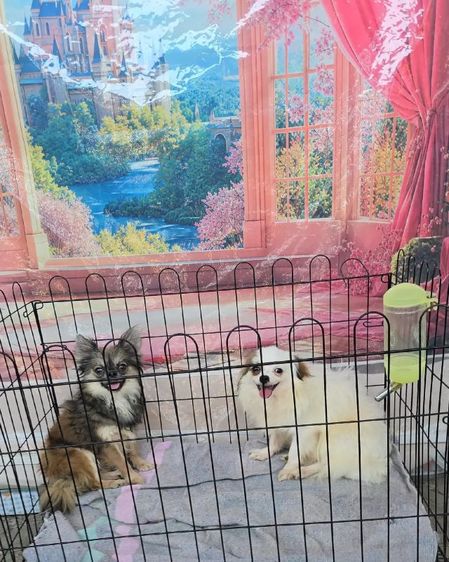 มอลทีส (Maltese) เล็ก ชิวาว่าขนยาว